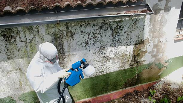 Top rated local Mold Remediation specialists in Hampton, GA